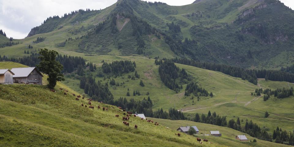 Paysage de montagne avec des vaches Abondance