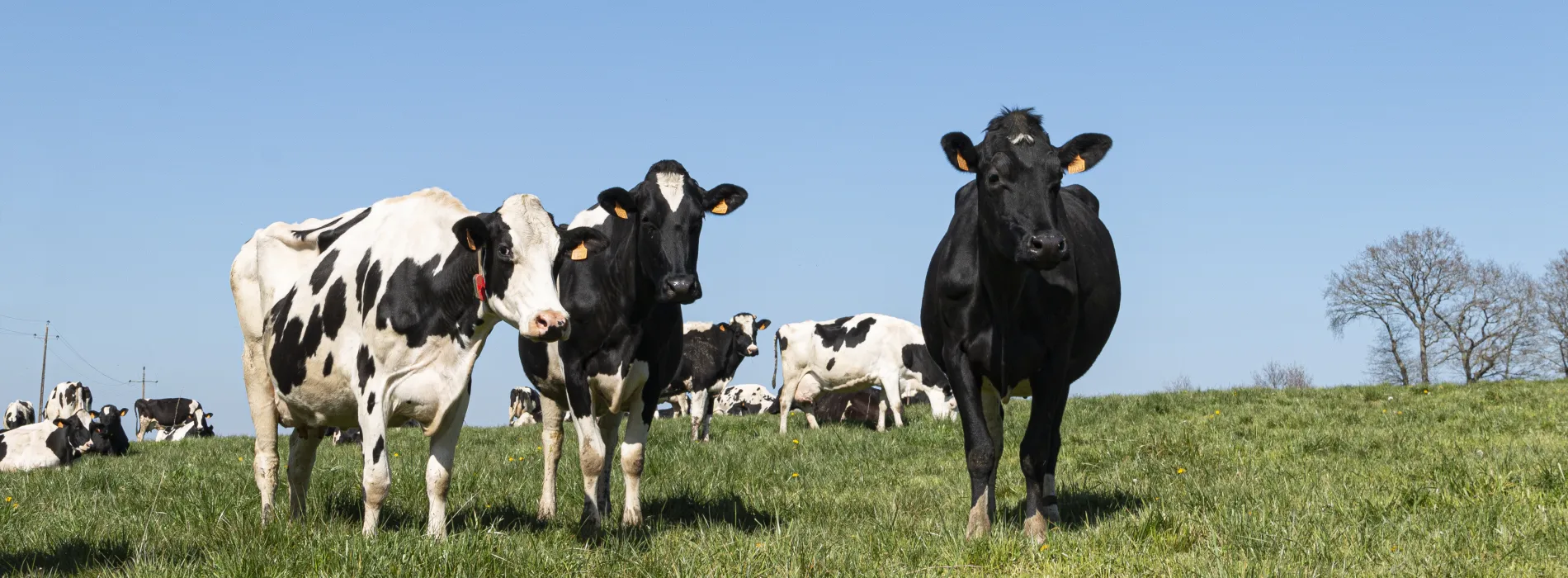 Vaches Prim'Holstein au pre
