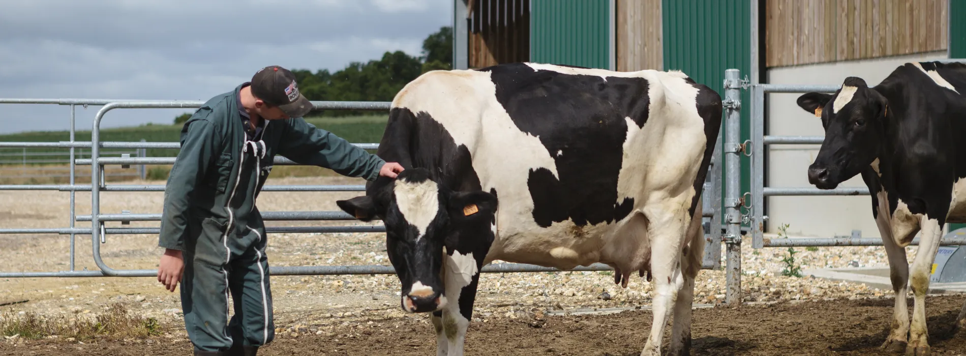 eleveur et vache