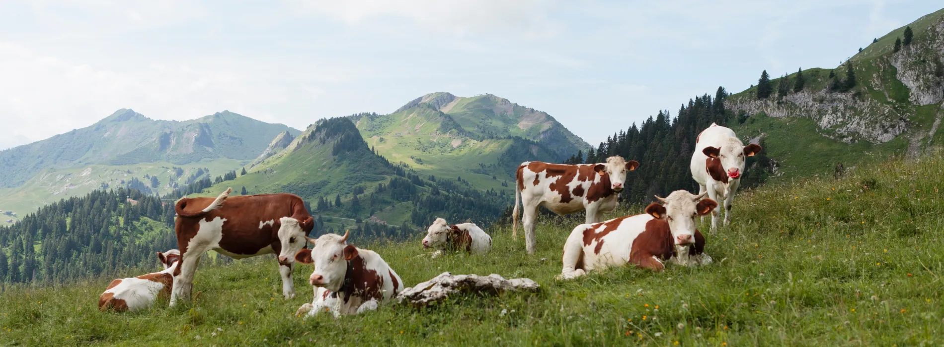 Troupeau de genisses Montbeliarde en alpage