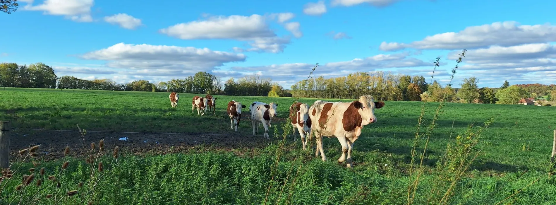 Vaches dans le pré