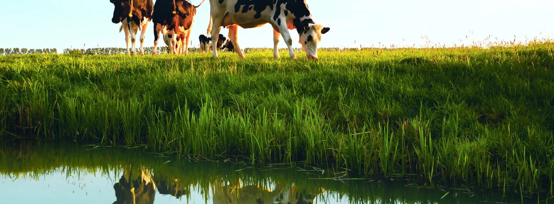 Vaches proches d'un plan d'eau
