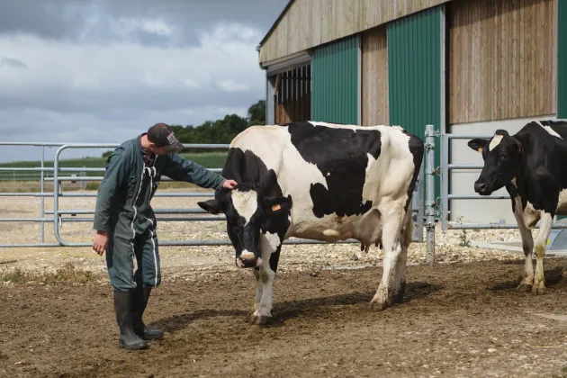 eleveur et vache