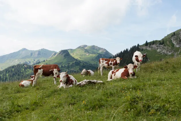 Troupeau de genisses Montbeliarde en alpage