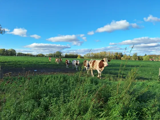 Vaches dans le pré
