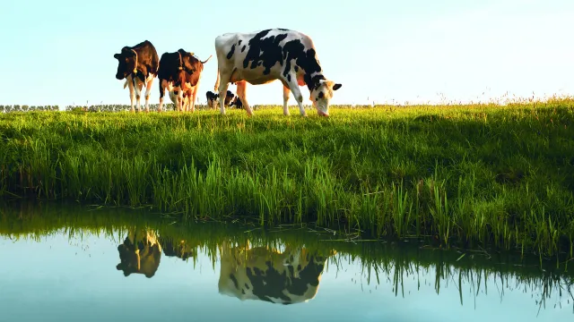 Vaches proches d'un plan d'eau